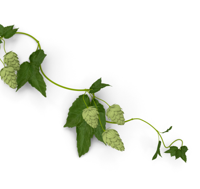 hop vines